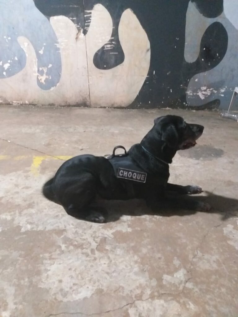 Cão policial Zulu, do Batalhão de Choque, encerra suas 'atividades profissionais'