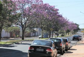 Campo grande, também conhecida como “cidade árvore do mundo”, ganha tom colorido com floração dos Ipês