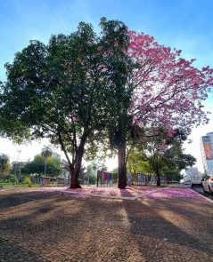 Campo grande, também conhecida como “cidade árvore do mundo”, ganha tom colorido com floração dos Ipês