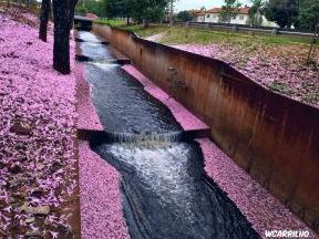 Campo grande, também conhecida como “cidade árvore do mundo”, ganha tom colorido com floração dos Ipês