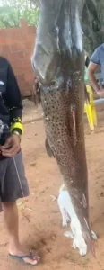 PMA multa pescador por capturar Pintado acima da medida permitida