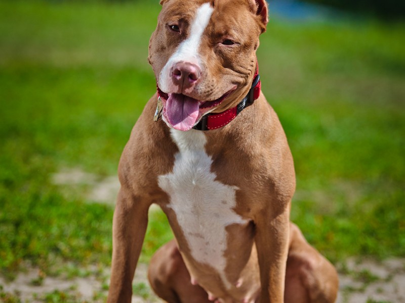 Cachorro Pitbull Morto Por Facada Ao Avan Ar Sobre Morador No Bairro