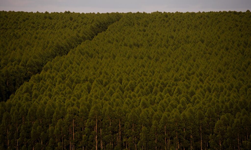 Florestas Plantadas No Brasil Ocuparam Milh Es De Hectares Em