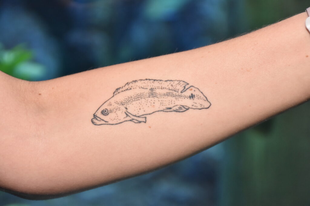 Por amor, bióloga eterniza um dos peixes mais velhos do Bioparque Pantanal com tatuagem