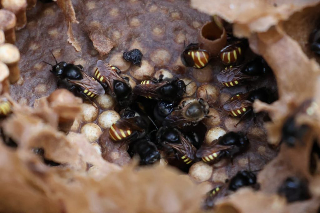 Dia da abelha: veja as curiosidades sobre as moradoras do meliponário do Parque das Nações