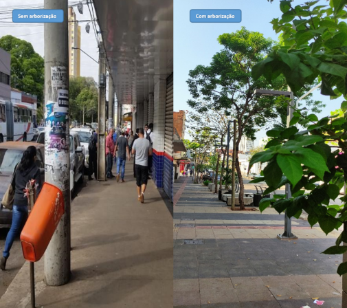 Com ondas de calor, corredor verde na 14 de Julho garante sombra e conforto térmico para a população