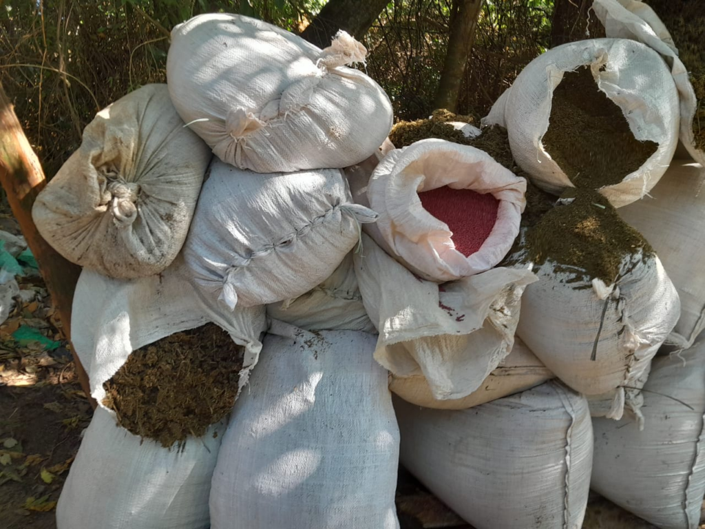 Operação Nova Aliança tem início no Paraguai e já destruiu 167 toneladas de maconha