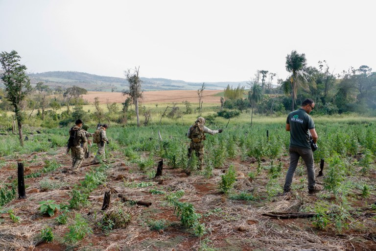 Operação Nova Aliança: PF e Senad destroem 154 hectares de plantações de maconha