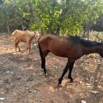 Decat resgata cãozinho e dois cavalos que estavam sofrendo maus-tratos e abandono