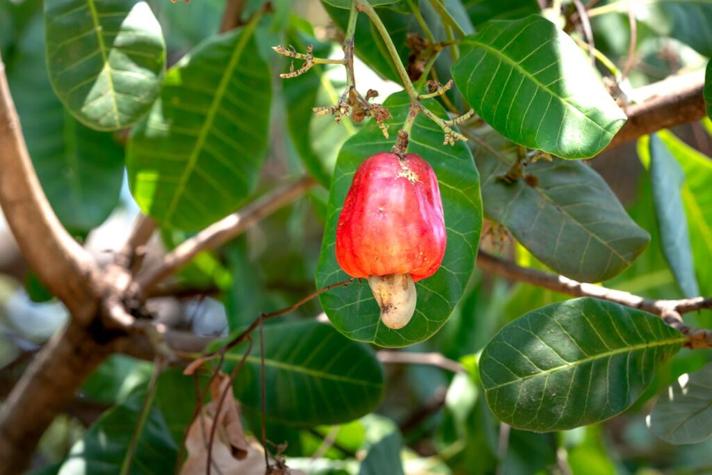 Caju: conheça 8 motivos para você consumir essa fruta hoje mesmo!