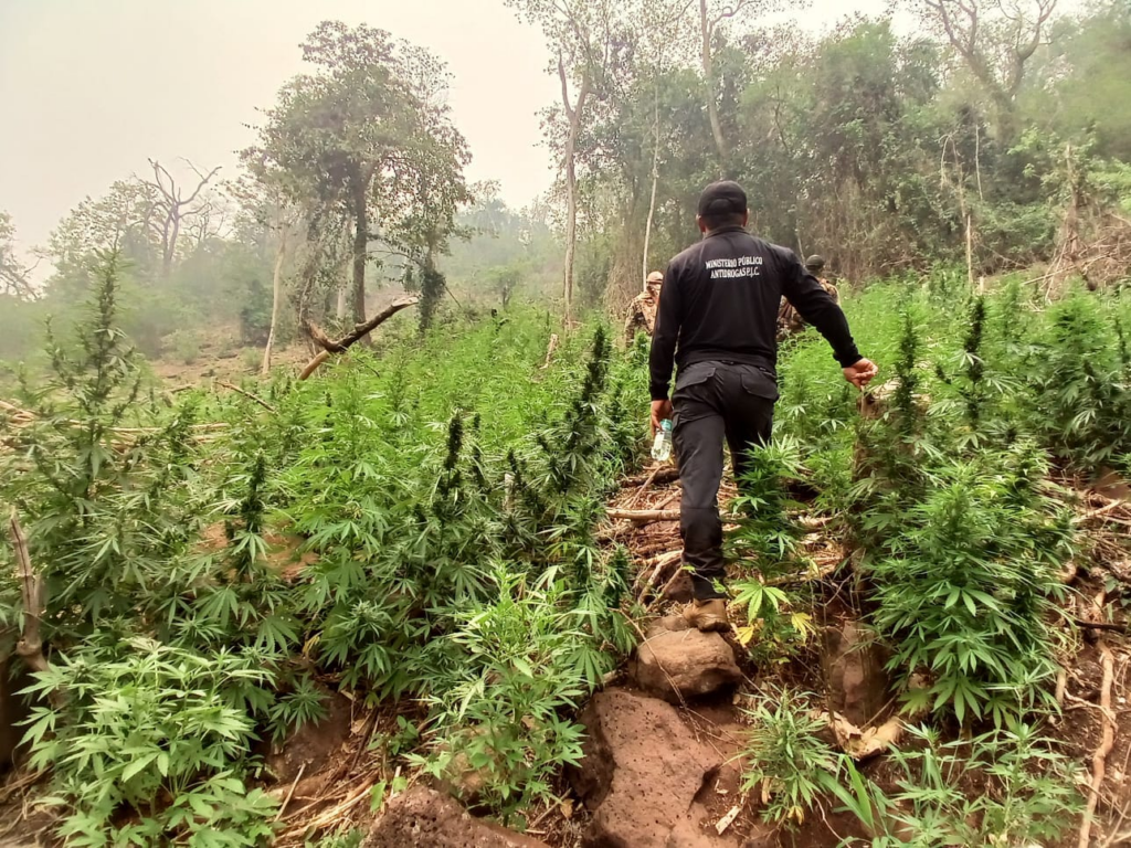 Senad destrói 24 toneladas de maconha em acampamentos próximos da fronteira