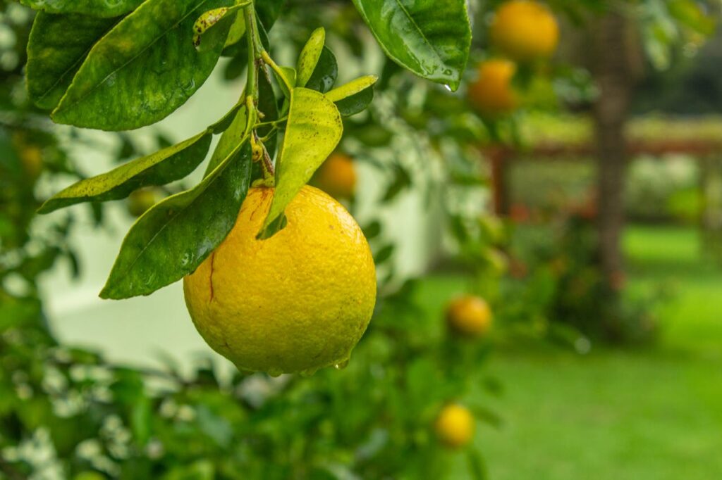 Limão: conheça a história do cultivo no mundo e veja 3 receitas para fazer em casa