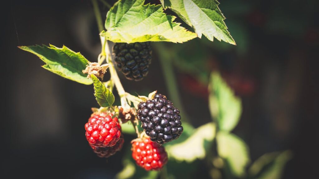 Amora: conheça a história do cultivo no Brasil e confira 4 receitas para fazer em casa