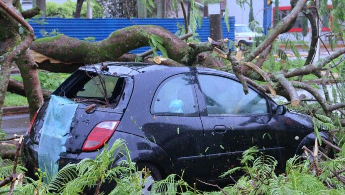 Vídeo: árvores voltam a cair em Dourados após nova chuva volumosa