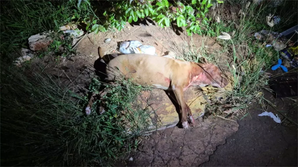 Cães da raça pitbull são mortos por guardas municipais no bairro Estrela do Sul