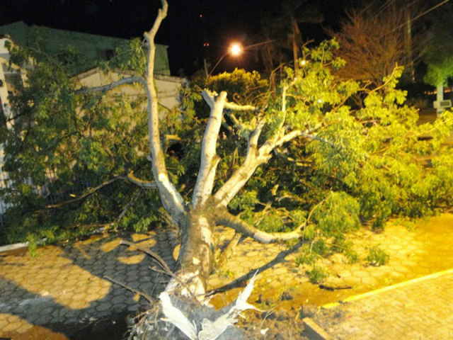 Árvores foram arrancadas do local - Foto: Divulgação/Prefeitura de Porto Murtinho