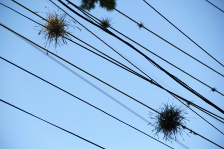 Bromélias dão o ar da graça até na fiação elétrica. (Foto: Marcos Ermínio)