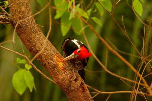 Daniel De Granville/Bonito BirdWatching
Objetivo da maratona é difundir a preservação ambiental