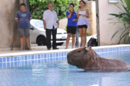 Capivara virou atração da vizinhança, na rua Domingos Marques, no bairro Vilas Boas (Foto: Alcides Neto)