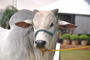 Produtores investem em qualidade para ter animais melhores preparados. (Foto: Marcelo Calazans)