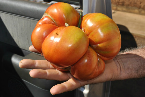 Tomate plantado em propriedade rural em Dourados pesou mais de um quilo - Foto: Osvaldo Duarte