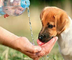 Técnicas para cuidar dos animais serão ensinadas nas palestras 
(Foto: Divulgação)