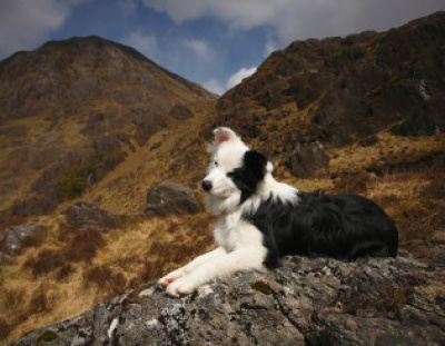 Na hora de escolher um cão, (Border Collie) pode ser uma boa escolha